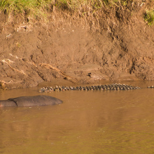Hipopótamo y cocodrilo juntos Hipopótamo y cocodrilo juntos • <a style="font-size:0.8em;" href="http://www.flickr.com/photos/96122682@N08/37252379094/" target="_blank">View on Flickr</a>