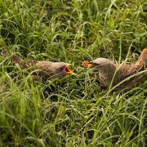 Cuando los pájaros aun son muy bebes para alimentarse por si solos, dependen de otros para que les den de comer. Cuando los pájaros aun son muy bebes para alimentarse por si solos, dependen de otros para que les den de comer. • <a style="font-size:0.8em;" href="http://www.flickr.com/photos/96122682@N08/37908440306/" target="_blank">View on Flickr</a>
