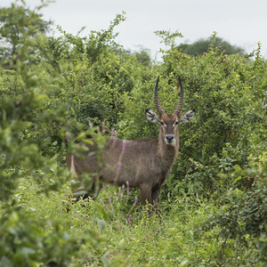 El antílope acuático tiene la suerte de que su carne tenga feo gusto para el paladar de los felinos. A menos que estén realmente desesperados, un león pasará de largo al verlo. El antílope acuático tiene la suerte de que su carne tenga feo gusto para el paladar de los felinos. A menos que estén realmente desesperados, un león pasará de largo al verlo. • <a style="font-size:0.8em;" href="http://www.flickr.com/photos/96122682@N08/37921137082/" target="_blank">View on Flickr</a>