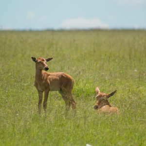 Alcélafo o búbalo común bebes Alcélafo o búbalo común bebes • <a style="font-size:0.8em;" href="http://www.flickr.com/photos/96122682@N08/24111813198/" target="_blank">View on Flickr</a>