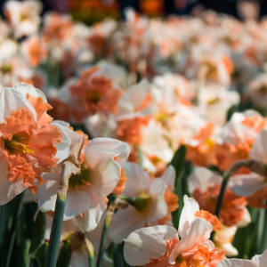 • <a style="font-size:0.8em;" href="http://www.flickr.com/photos/96122682@N08/37254393844/" target="_blank">View on Flickr</a>