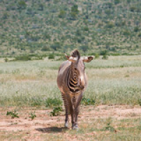 Cebra de Grévy Cebra de Grévy • <a style="font-size:0.8em;" href="http://www.flickr.com/photos/96122682@N08/24101447138/" target="_blank">View on Flickr</a>