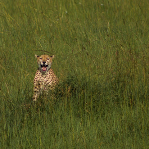Guepardo con su cria Guepardo con su cria • <a style="font-size:0.8em;" href="http://www.flickr.com/photos/96122682@N08/26186349399/" target="_blank">View on Flickr</a>
