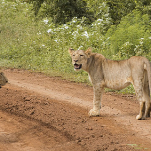 Leonas en busca de comida Leonas en busca de comida • <a style="font-size:0.8em;" href="http://www.flickr.com/photos/96122682@N08/37242513834/" target="_blank">View on Flickr</a>