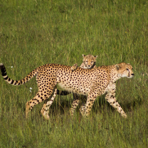 • <a style="font-size:0.8em;" href="http://www.flickr.com/photos/96122682@N08/37961888501/" target="_blank">View on Flickr</a>