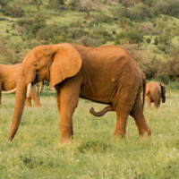 Elafante (claramente) macho en busca de una hembra. Su falo puede tomar formas y movimientos asombrosos...! Elafante (claramente) macho en busca de una hembra. Su falo puede tomar formas y movimientos asombrosos...! • <a style="font-size:0.8em;" href="http://www.flickr.com/photos/96122682@N08/37952470831/" target="_blank">View on Flickr</a>