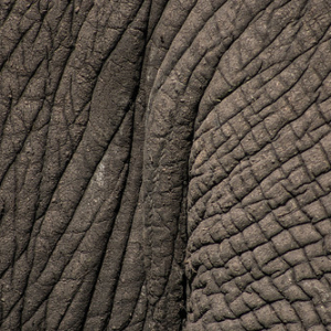 El deseo de poder tocarlos El deseo de poder tocarlos • <a style="font-size:0.8em;" href="http://www.flickr.com/photos/96122682@N08/37252313504/" target="_blank">View on Flickr</a>