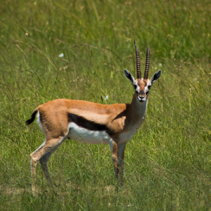 Thomson´s Gazelle • <a style="font-size:0.8em;" href="http://www.flickr.com/photos/96122682@N08/37252459004/" target="_blank">View on Flickr</a>
