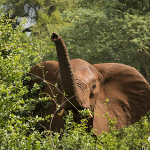 Elefante africano Elefante africano • <a style="font-size:0.8em;" href="http://www.flickr.com/photos/96122682@N08/37898463266/" target="_blank">View on Flickr</a>