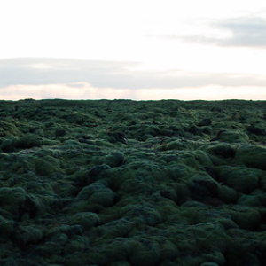 Eldhraun, campo de lava Eldhraun, campo de lava • <a style="font-size:0.8em;" href="http://www.flickr.com/photos/96122682@N08/26647706129/" target="_blank">View on Flickr</a>