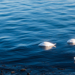 Dos cisnes muy ocupados buscando comida • <a style="font-size:0.8em;" href="http://www.flickr.com/photos/96122682@N08/25318139208/" target="_blank">View on Flickr</a>