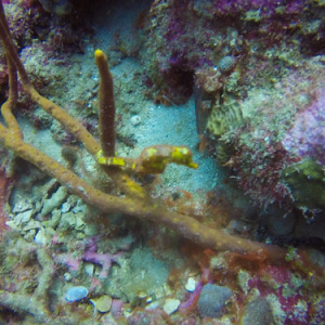 Caballito de mar agarrado a un coral Caballito de mar agarrado a un coral • <a style="font-size:0.8em;" href="http://www.flickr.com/photos/96122682@N08/40020553012/" target="_blank">View on Flickr</a>