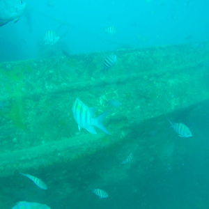 Atlantic Princess Wreck Atlantic Princess Wreck • <a style="font-size:0.8em;" href="http://www.flickr.com/photos/96122682@N08/40020557802/" target="_blank">View on Flickr</a>