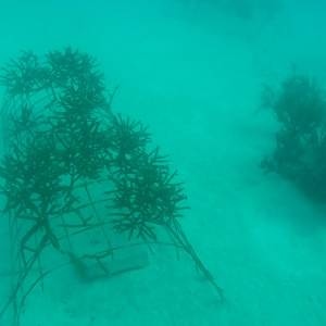 Plantaciones de coral Plantaciones de coral • <a style="font-size:0.8em;" href="http://www.flickr.com/photos/96122682@N08/39342527814/" target="_blank">View on Flickr</a>