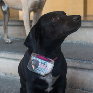 • <a style="font-size:0.8em;" href="http://www.flickr.com/photos/96122682@N08/40561028091/" target="_blank">View on Flickr</a>