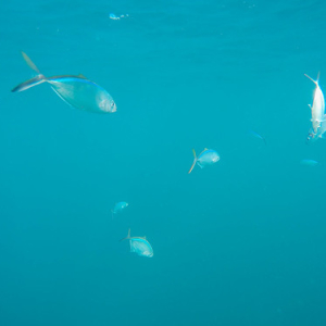 • <a style="font-size:0.8em;" href="http://www.flickr.com/photos/96122682@N08/25181213087/" target="_blank">View on Flickr</a>