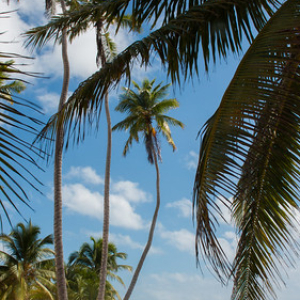 Isla Saona Isla Saona • <a style="font-size:0.8em;" href="http://www.flickr.com/photos/96122682@N08/40020342602/" target="_blank">View on Flickr</a>