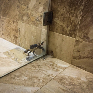 Visitante en la habitación Visitante en la habitación • <a style="font-size:0.8em;" href="http://www.flickr.com/photos/96122682@N08/39342513784/" target="_blank">View on Flickr</a>