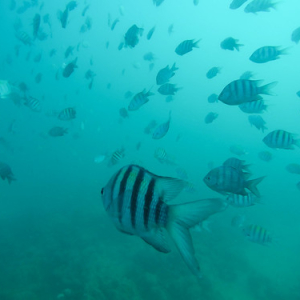 • <a style="font-size:0.8em;" href="http://www.flickr.com/photos/96122682@N08/40020558042/" target="_blank">View on Flickr</a>