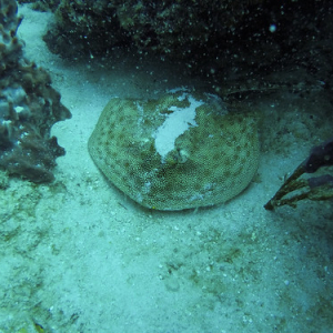 • <a style="font-size:0.8em;" href="http://www.flickr.com/photos/96122682@N08/40020555322/" target="_blank">View on Flickr</a>