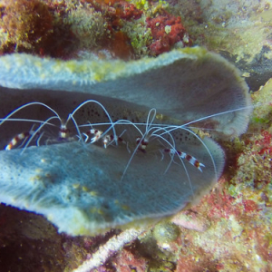 • <a style="font-size:0.8em;" href="http://www.flickr.com/photos/96122682@N08/25181211377/" target="_blank">View on Flickr</a>