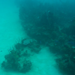 Mis primeras imagenes abajo del agua Mis primeras imagenes abajo del agua • <a style="font-size:0.8em;" href="http://www.flickr.com/photos/96122682@N08/39342528114/" target="_blank">View on Flickr</a>