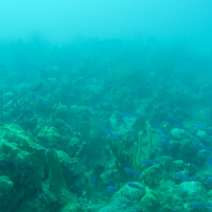 • <a style="font-size:0.8em;" href="http://www.flickr.com/photos/96122682@N08/40020558312/" target="_blank">View on Flickr</a>